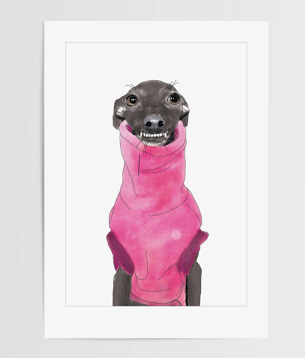 Vergnügt grinsendes italienisches Windspiel mit pinkfarbenem Pullover